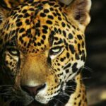 Contribuye Tamaulipas en la conservación del jaguar